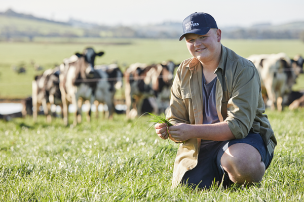A young farmer is inspecting grass in a paddock. A herd of cows can be seen in the distance.