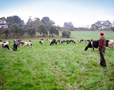 Dairy farmer with cows