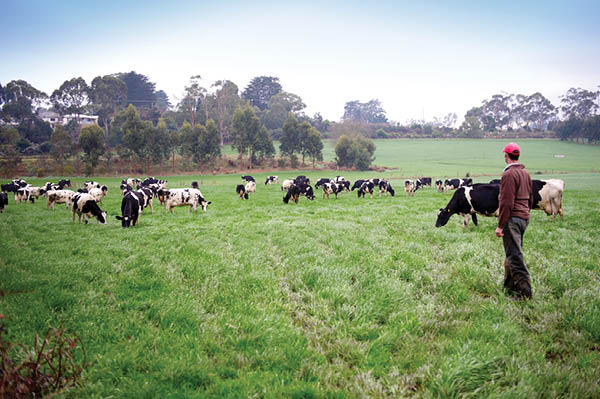 Farmer with cows on dairy farm