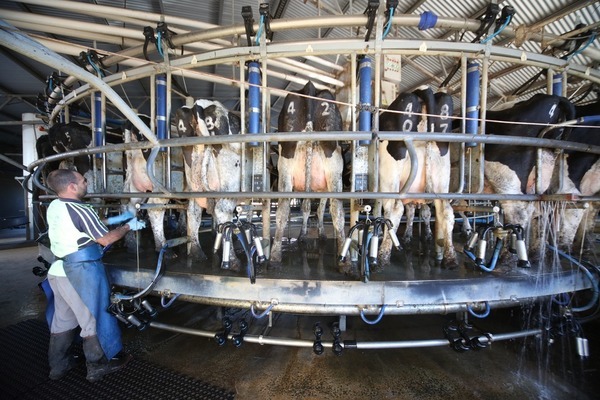 Rotary milking shed in Australia