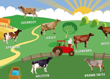 Australian cow breeds interactive game