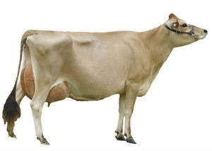 Breeders image of a Jersey cow