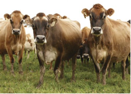 Herd of dairy cows