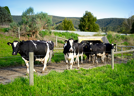 Cows walking along a trail in a paddock