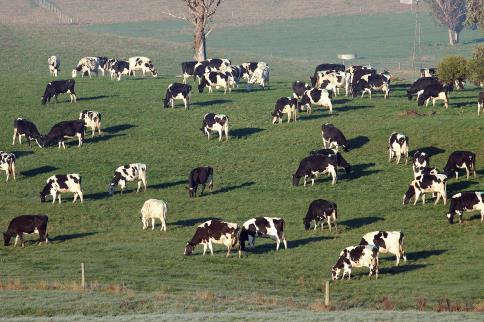 Different types of dairy cows grazing in a paddock on a farm