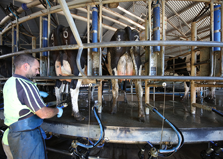 farmer milking cows in a rotary dairy
