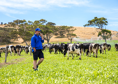 Farmer walking through a paddock with grazing dairy cows