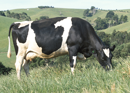 Holstein dairy cow grazing a paddock