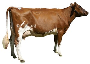 Breeder image of an Aussie Red dairy cow
