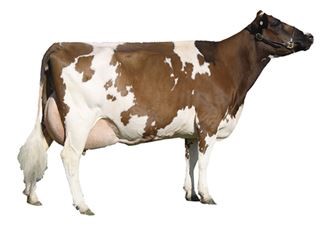 Breeder image of an Ayrshire dairy cow