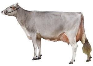 Breeder image of Brown Swiss dairy cow