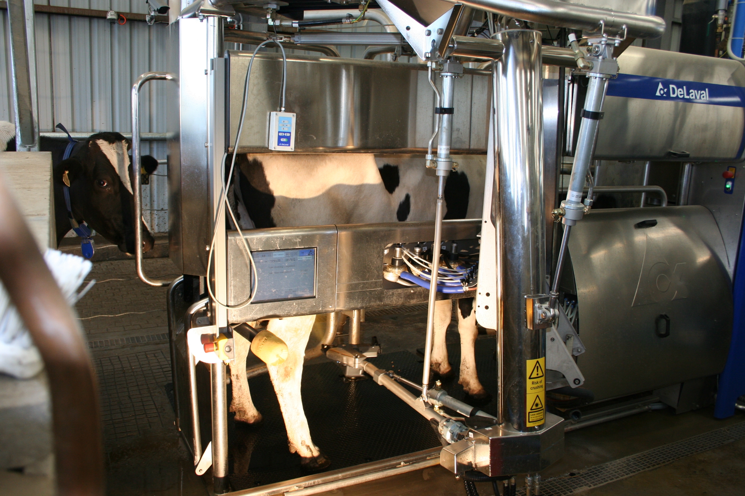 Cows being milked in a robotic dairy