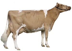 Breeders image of a Guernsey dairy cow