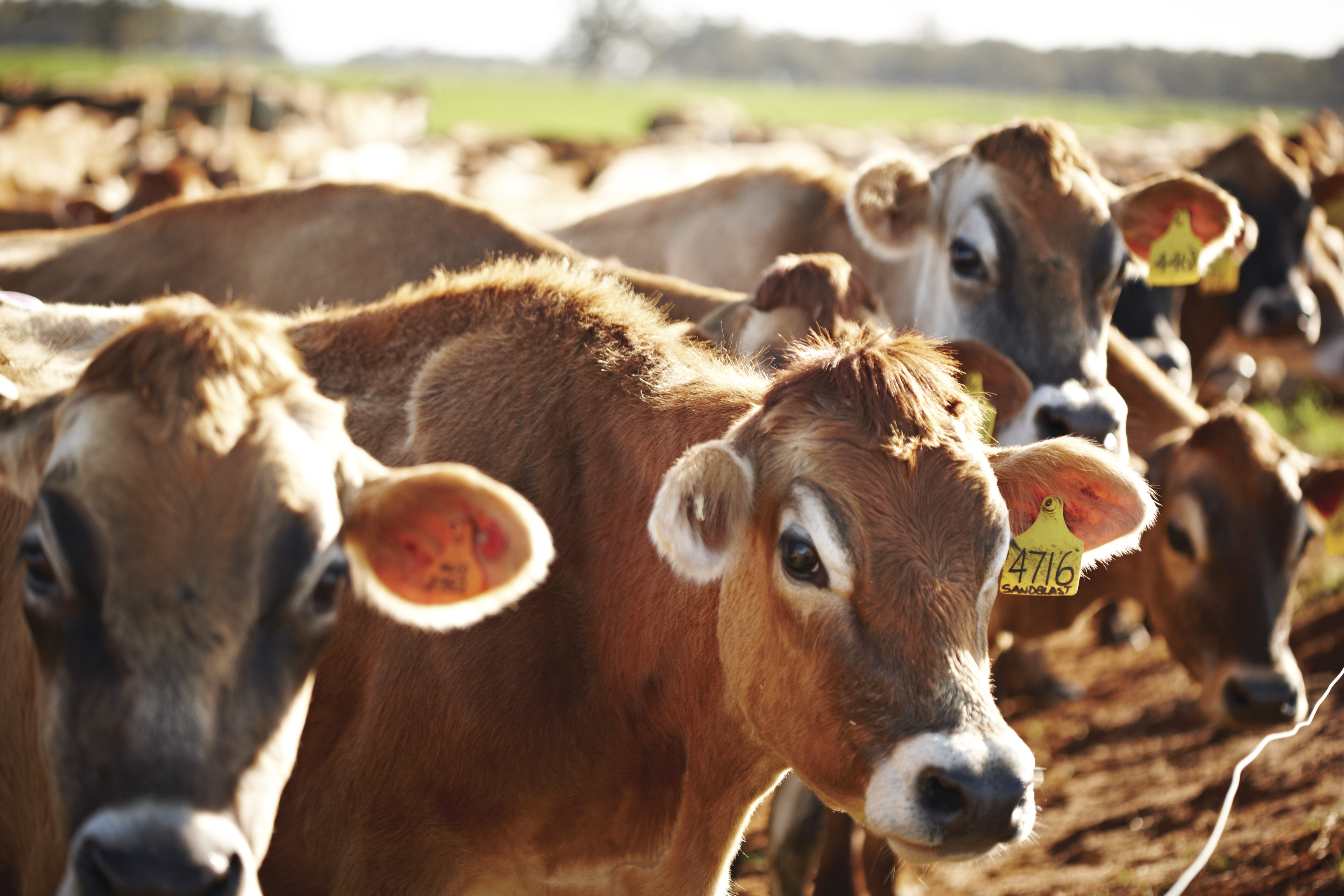 Herd Of Dairy Cows | Discover Dairy