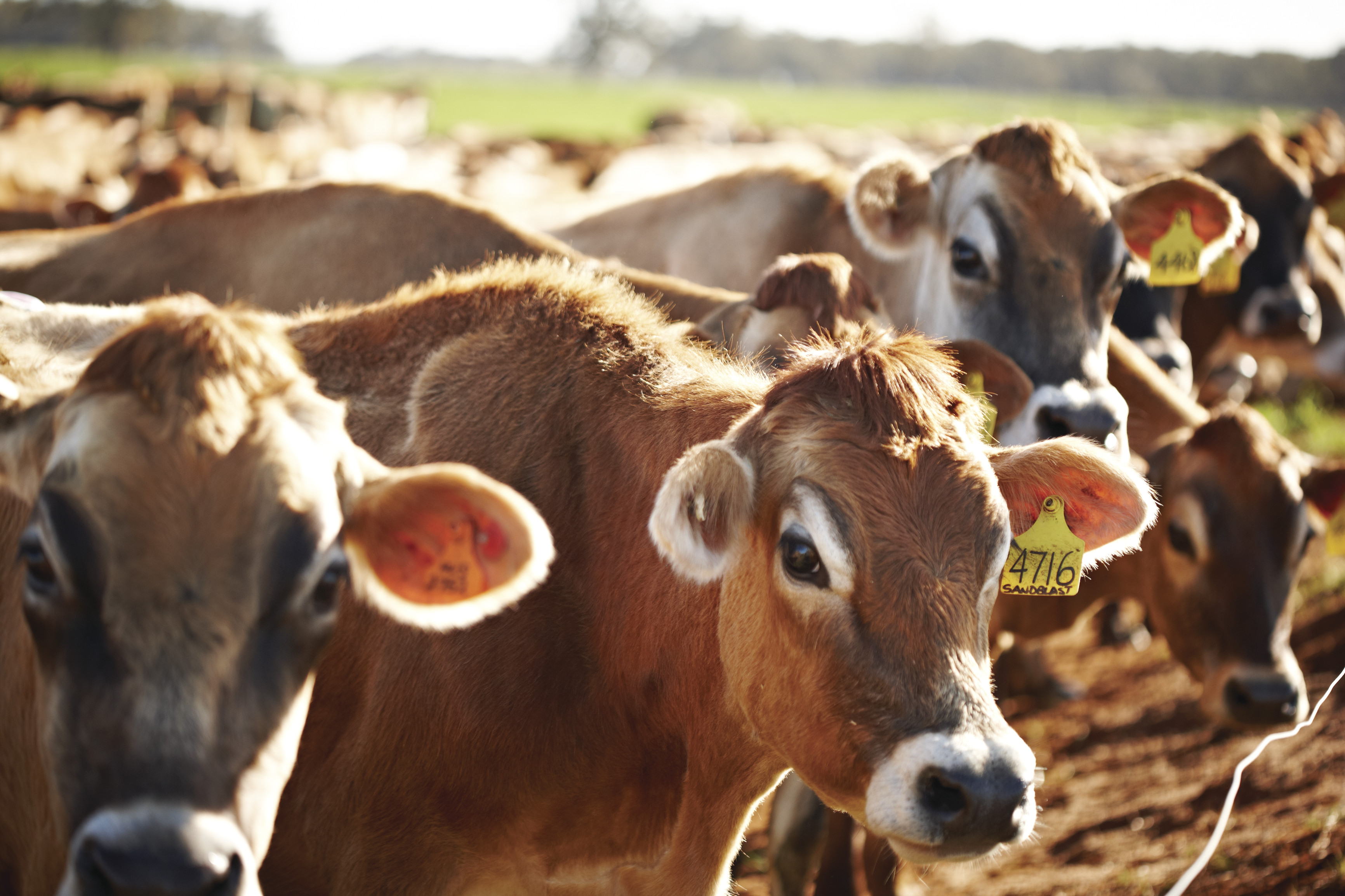 Herd of Jersey dairy cows standing in the sun