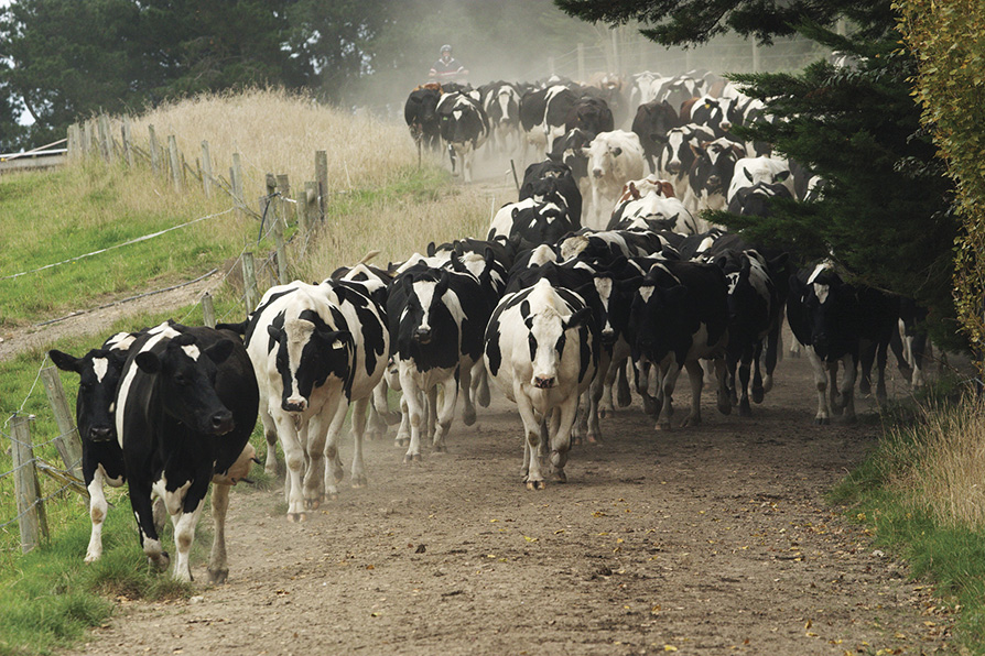 Herd of Holstein dairy cows walking along a dusty track on a farm