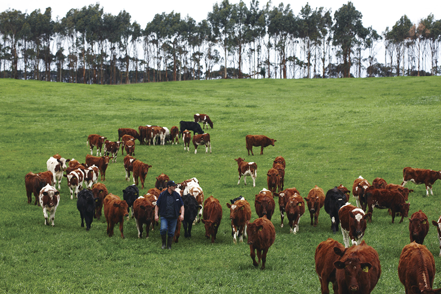 Dairy cows grazing in a green grassy paddock on a farm