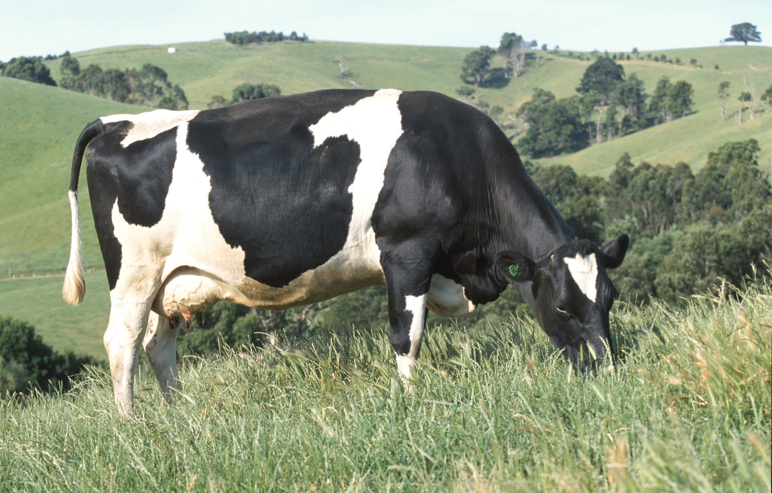Holstein cow standing in a paddock feeding on grass
