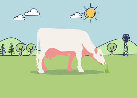 How do dairy cows make milk | Discover Dairy
