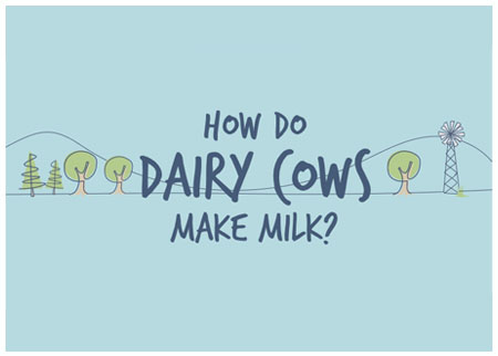 How do dairy cows make milk?