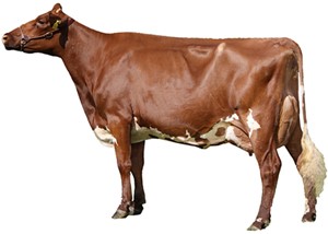 Breeders image of an Illawarra dairy cow