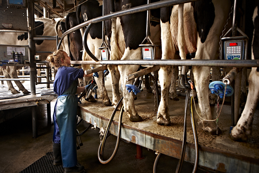 Cows being milked on a rotary milking station