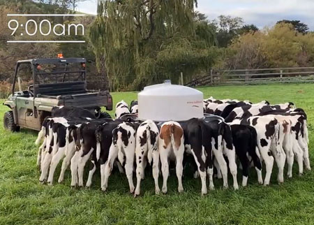A day in the life of a dairy farmer with Ben Geard