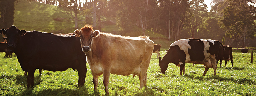 cows on field under sunlight banner