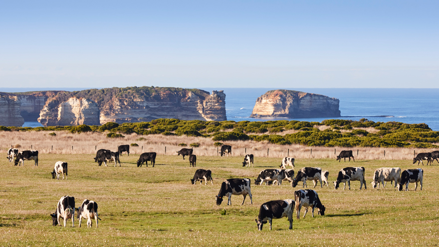 Scenic shot of cows in pasture with ocean in the background