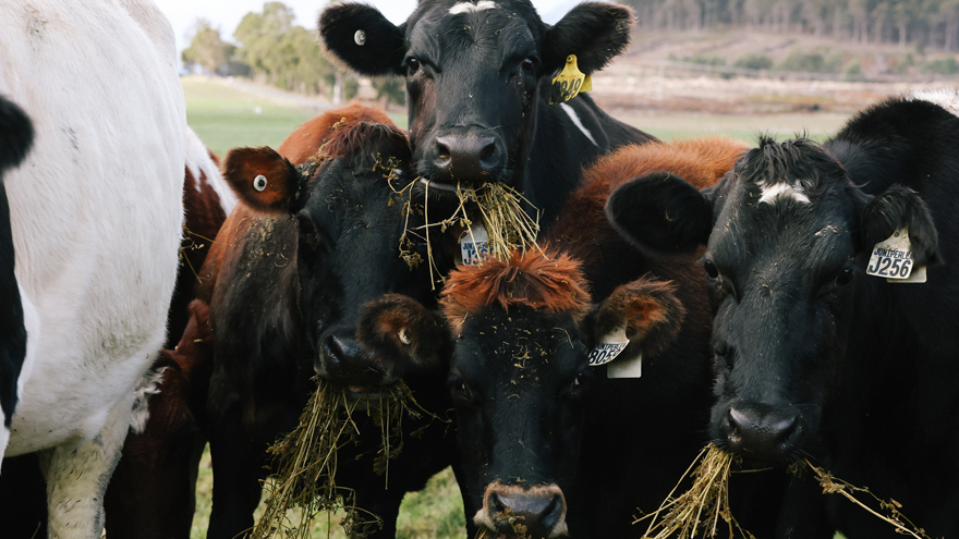 Close up of cows eating hay, staring at camera