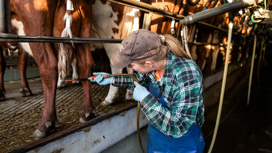 Milk Quality & Mastitis | Dairy Australia