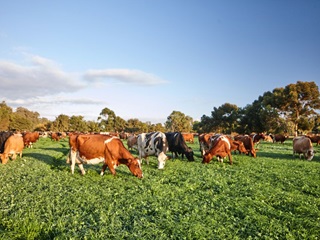 Dairy cows graze on green fodder beneath a blue sky