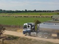 A milk tanker travelling on an unsealed road, with green grass and dairy cattle in the background