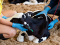 Two farmers perform a health check on a calf.