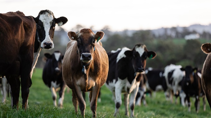 Animal Management and Milk Quality | Dairy Australia