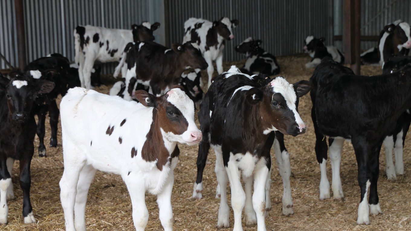 Surplus Calves | Dairy Australia