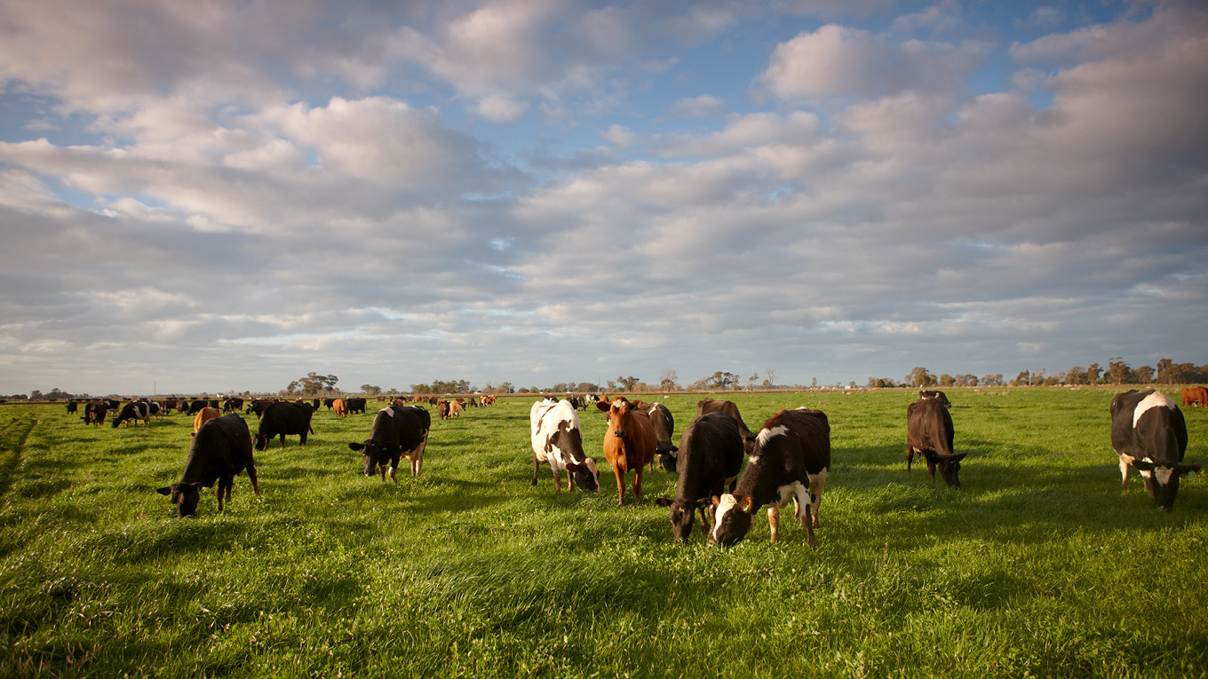 Dairy Standard Charts of Accounts | Dairy Australia