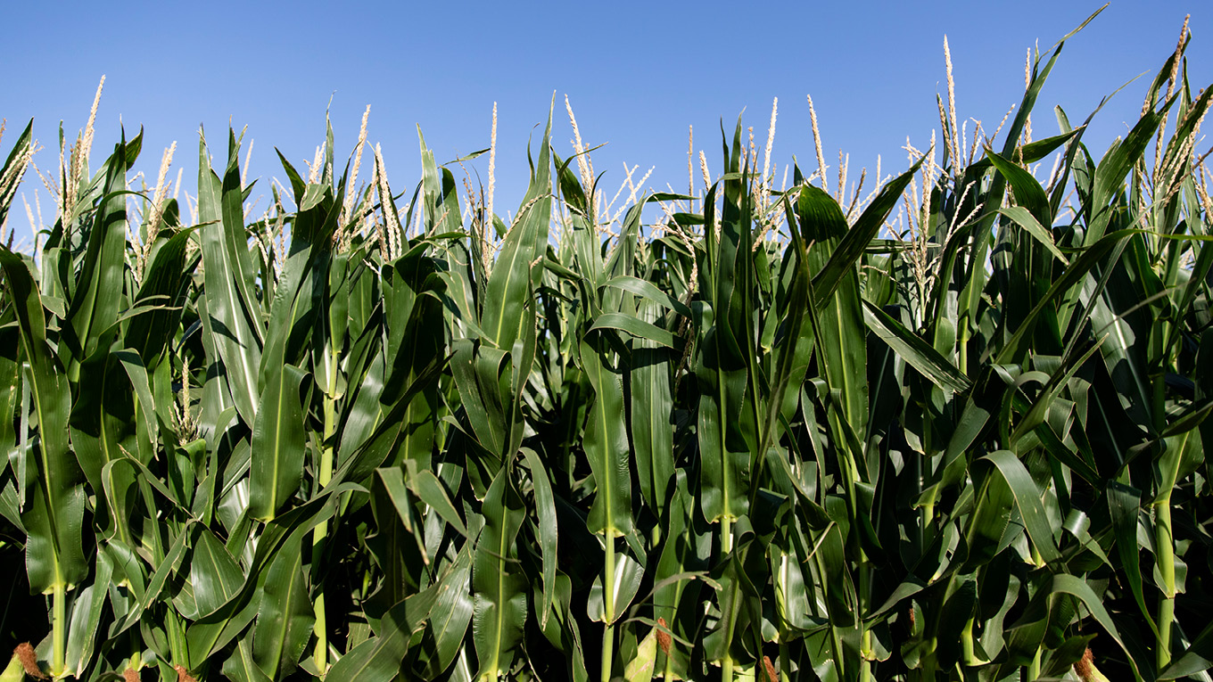 choosing-the-right-crop-dairy-australia