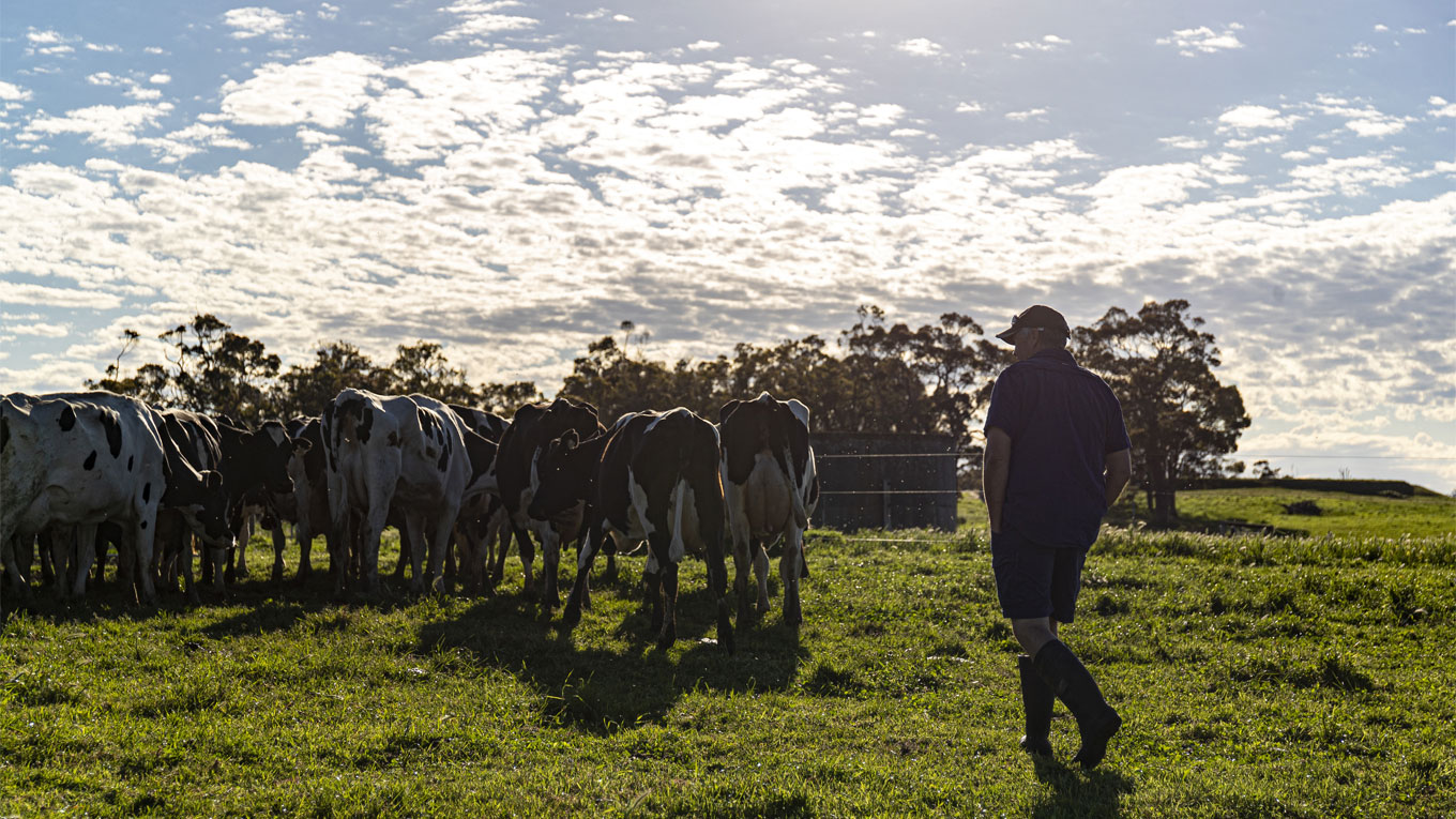 Farmer on a dairy paddock with cows