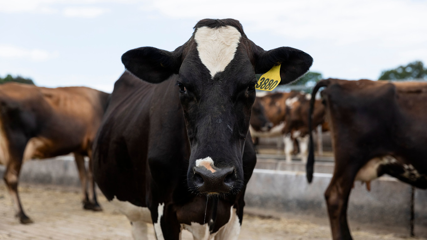 Approach to Animal Welfare | Dairy Australia