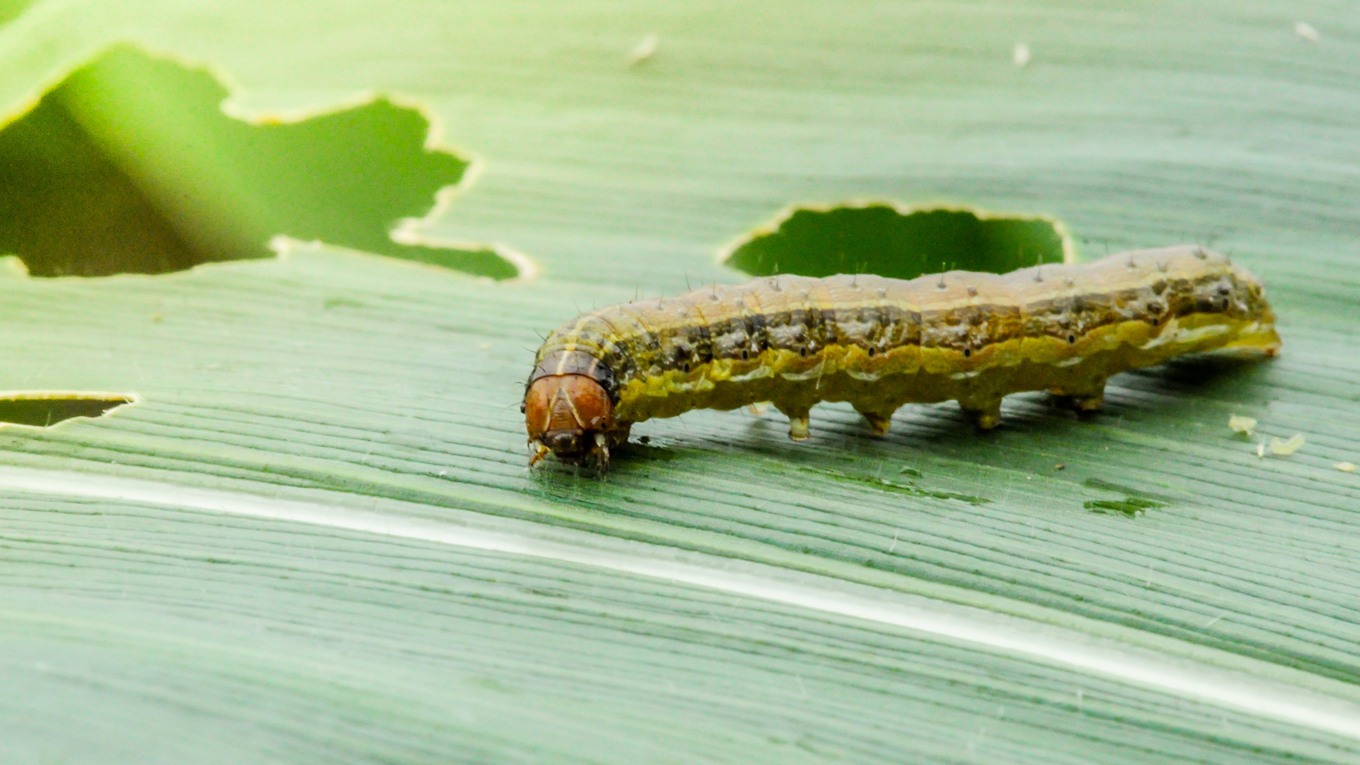 A Fall Armyworm caterpillar is walking acorss a large green leaf. It has been chewing holes into the leaf.
