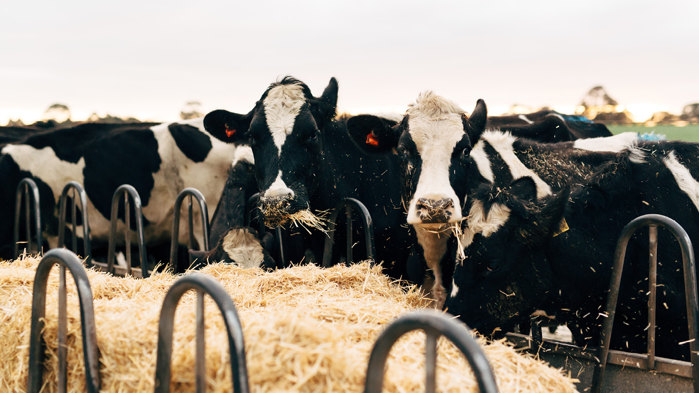 Cattle Feeding Systems | Dairy Australia