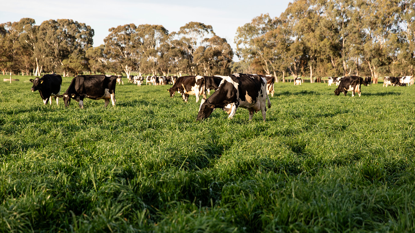 Growing Pastures | Dairy Australia