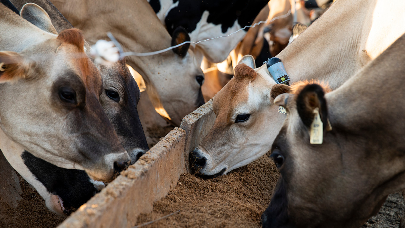 Dairy Cow Nutrition | Dairy Australia