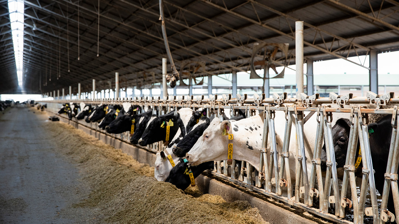 Farm Infrastructure | Cattle Heat Stress | Dairy Australia