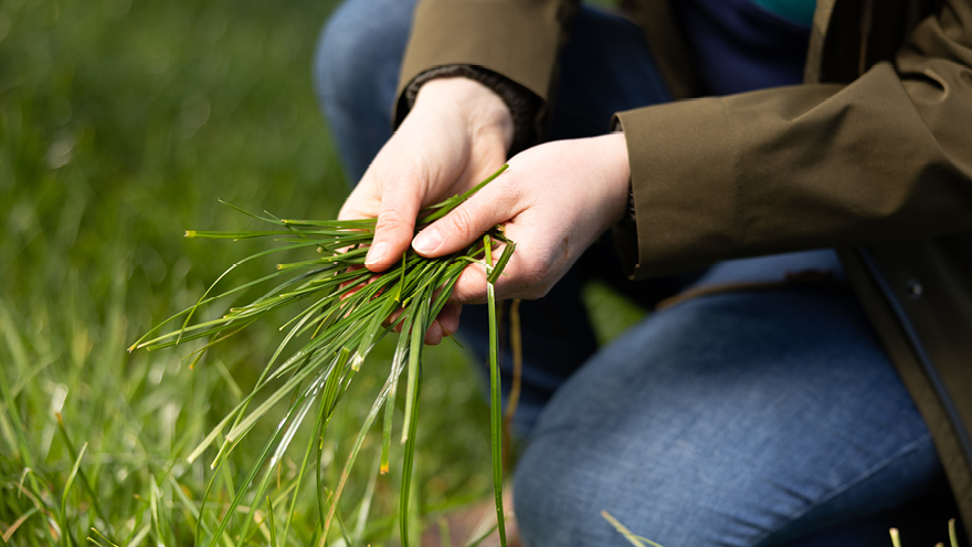 A researcher is examining blades of grass in a paddock.
