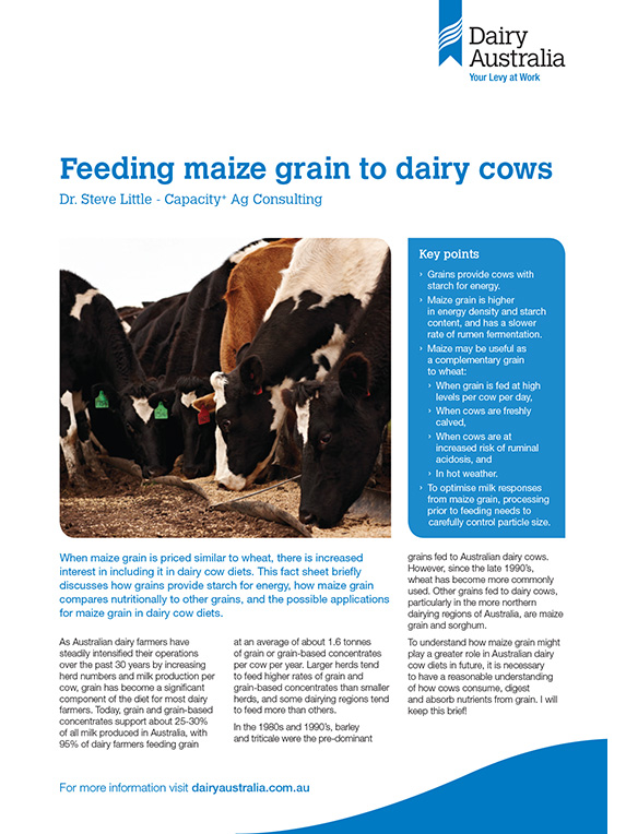 feeding-maize-grain-to-dairy-cows-factsheet-dairy-australia