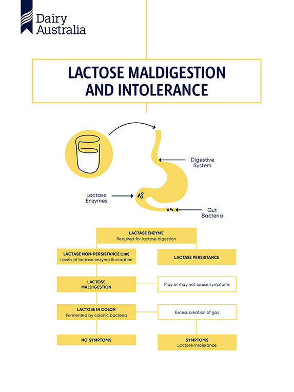 Image result for What Triggers Lactose Intolerance? infographics