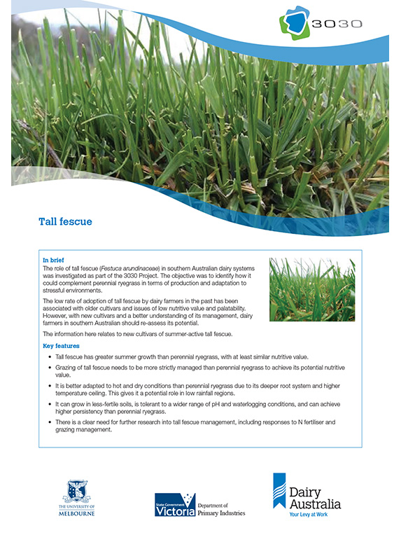 Tall fescue factsheet | Dairy Australia