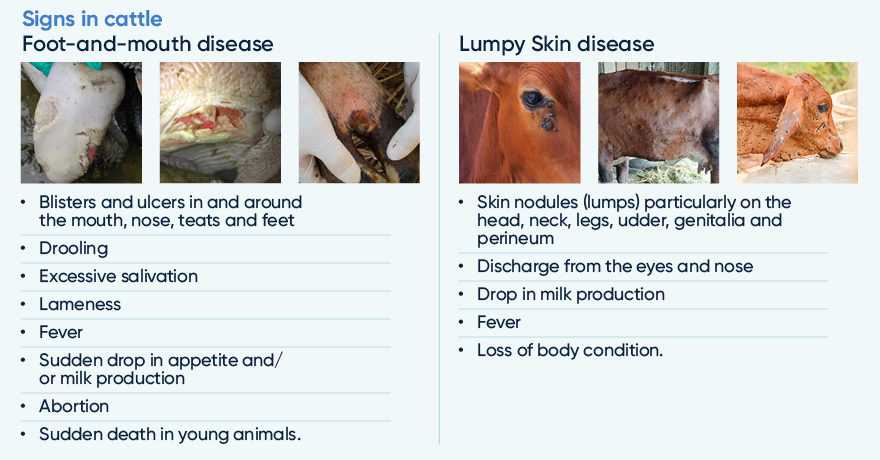 Emergency Animal Disease Preparedness | Dairy Australia